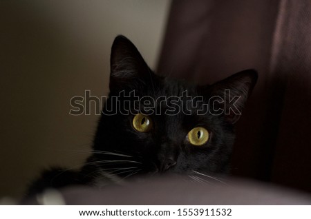 Picture of a black cat
