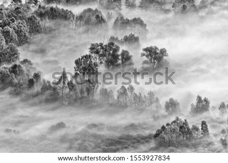Sunrise over the foggy forest, black and white photography