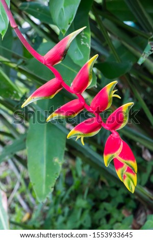 macro closeup of striking bright red and yellow green flower of Heliconia rostrata also known as hanging lobster claw or false bird of paradise rainforest jungle tree plant thailand