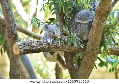 A cute baby koala bear hanging from a tree.