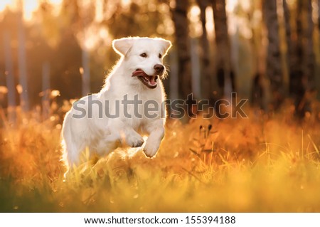 dog, a golden retriever, a summer outing Royalty-Free Stock Photo #155394188