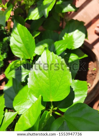 green leaf very good pic