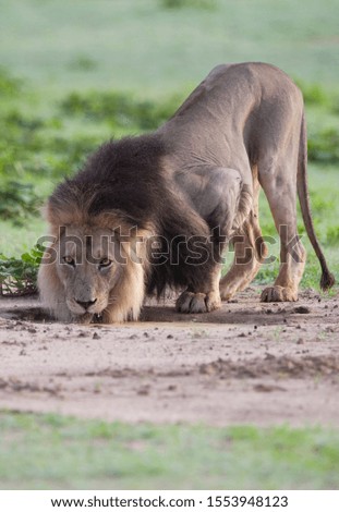 African lion (Panthera leo) - Male, drinking water, Kgalagadi Transfrontier Park, Kalahari desert, South Africa.