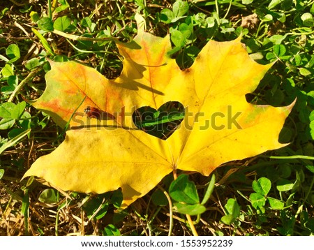 Autumn landscape with a yellow maple leaf with a heart and a ladybug. Colorful autumn background.