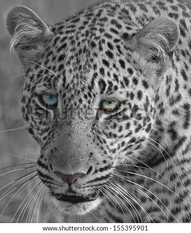 Close-up of a Wild African Leopard (Panthera pardus)  Face in Black & white, Masai Mara, Kenya