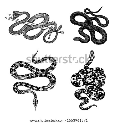 Vintage snake set. Royal python, milk reptile with sword, Venomous Cobra. Poisonous Viper for poster or tattoo. Engraved hand drawn old sketch for t-shirt or logo.
