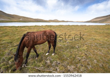 Horse grazing in Pamir, Kyrgyzstan