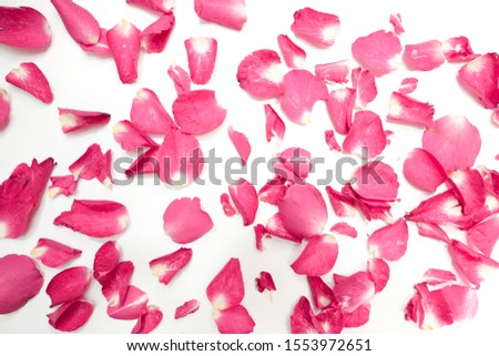 Rose petals isolated on white background Royalty-Free Stock Photo #1553972651
