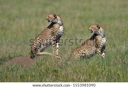 Cheetah brothers in the savannah