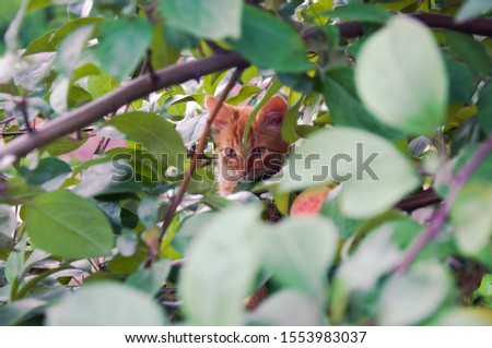 Orange kitten hiding in an Apple tree.