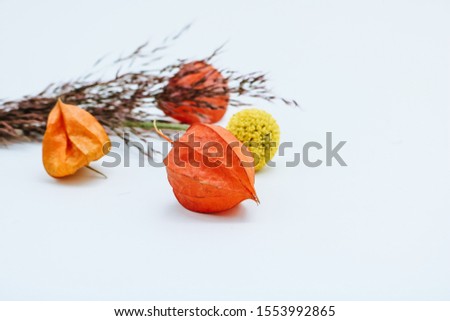 Autumn/fall decoration composition of Chinese Lantern flower heads and a yellow flower isolated on white background.