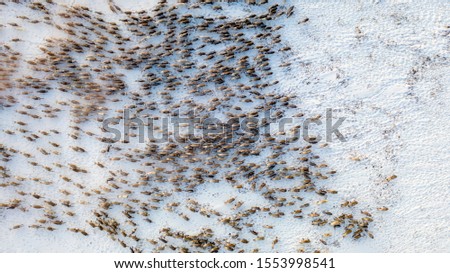 The extreme north, The reindeer move close to each other, aerial view Royalty-Free Stock Photo #1553998541