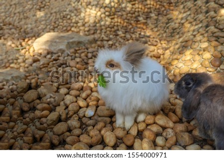 White rabbit eatting food on the rock
