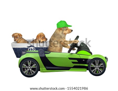 The dog drives a green car with two puppies. White background. Isolated.