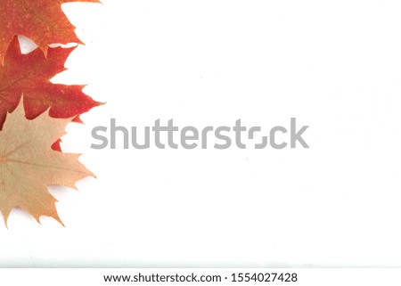 Composition of bright autumn leaves on a light background.