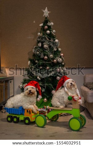 Decorated christmas tree with dogs in the living room