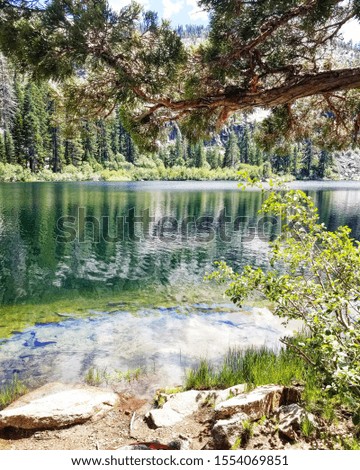 Beautiful green lake overlooking a forest framed with pine tree