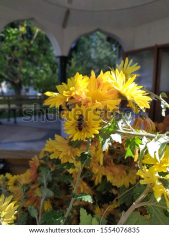 Picture of sunflower in Turkey and bees take from the nectar
