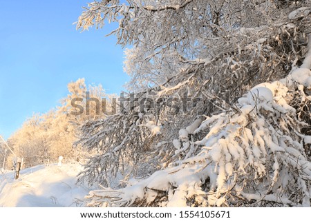 Russian nature in winter, christmas background. After a snowfall, tree branches are covered with snow and sparkle in the sun. This is a beautiful winter banner, new year card