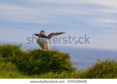 A puffin is sitting in the meadow at Látrabjarg a coast of the Westfjords in Iceland
