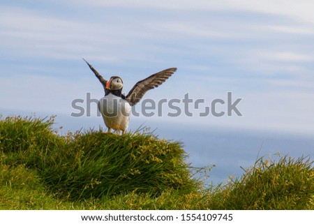A puffin is sitting in the meadow at Látrabjarg a coast of the Westfjords in Iceland