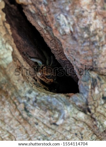 Salamander in a tree hollow.