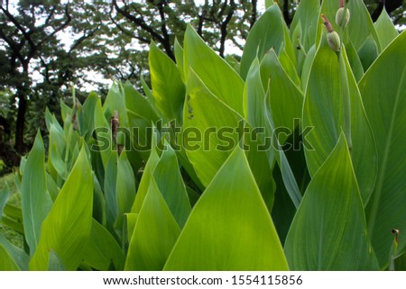 This picture shows fresh green leaves in an ecological park.