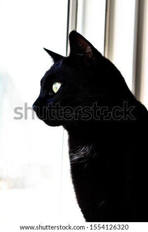 Black cat looking out window