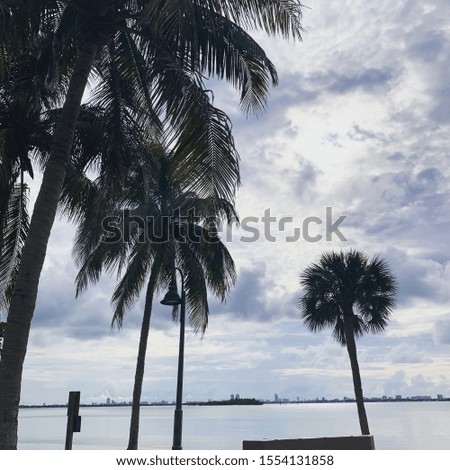 A picture of palm trees on a cloudy day, taken in Miami Beach.