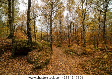 Empty road in colorful autumn forest