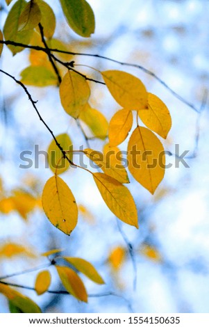 colorful autumn leaves changing color