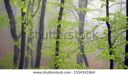 Cloud-covered beech forest in spring. Mystical and mysterious