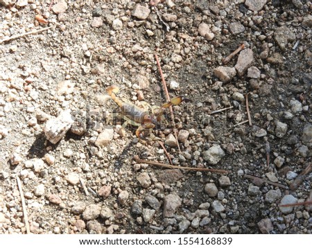 A common scorpion living in the Angeles National Forest, San Gabriel Mountains, California.