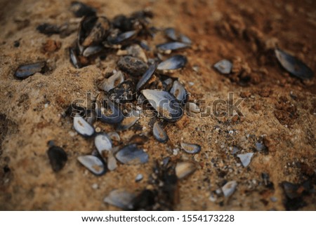 Mussel shells lie on the sand by the sea. The texture of sand with shells.