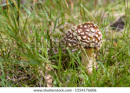 Amanita muscaria - brown toadstool in a forest. Shallow depth of field.
