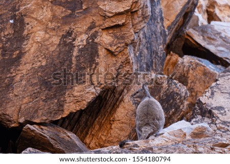 in the Australian outback a kangaroo sits on a rock and looks into the camera