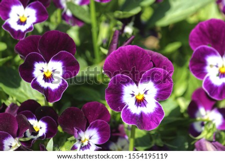 Purple and white flowers growing in the garden. Johnny-jump-up or Viola tricolor