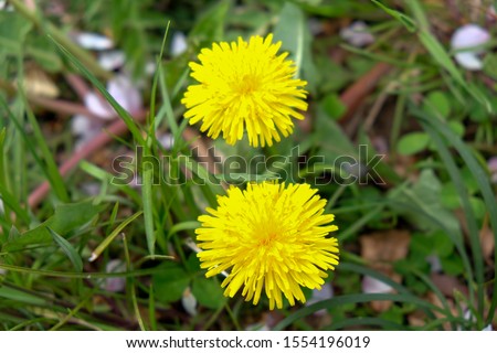 Close up of Yellow dandelion  flowers blossom in green grass on the field. Yellow summer flowers. Spring time concept with blooming dandelion.

