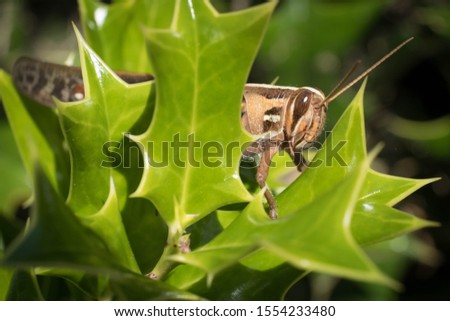 An American birdwing grasshopper hides behind a sprig of holly. Raleigh, North Carolina.