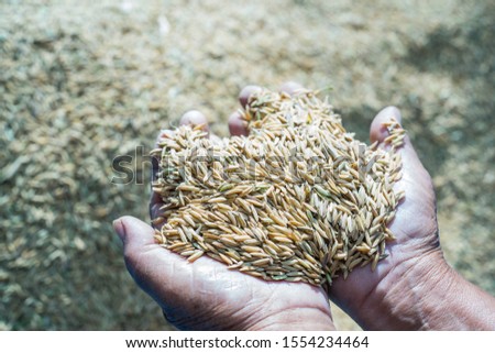 Close up of hands of a old woman's hand farmer of cereals,paddy of thailand , spelled , to control the quality. feed and bio concept . connection