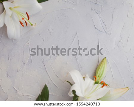 Stylish minimalist design with white lilies on a gray background texture of cement. Boho loft style, copy space. frame of flowers.