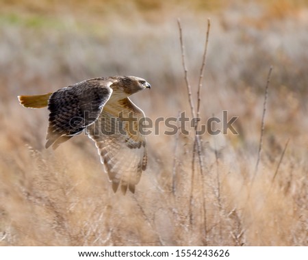 A Red-tailed Hawk flying through the grasslands.
