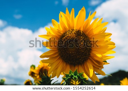 Yellow sunflowers in sunshine. Sunflower field with cloudy blue sky. Royalty high-quality free stock image macro of sunflower blooming in sun light. Blooming sunflowers with beautiful day background