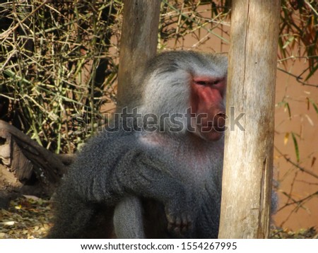 A Baboon sitting on the gound