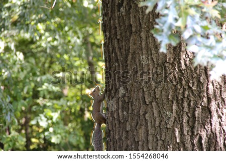 A picture of a squirrel climbing a tree in the forest of a local nature reserve called Innis Woods.