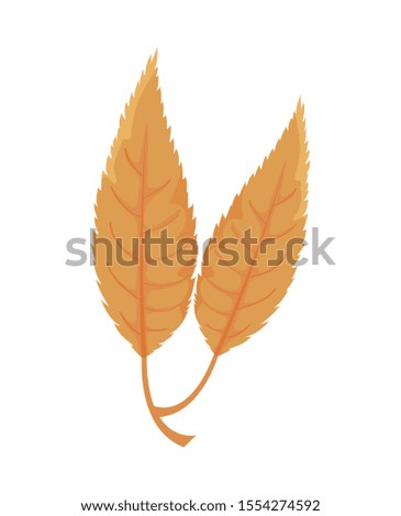 beautiful autumn leaves on white background vector illustration design