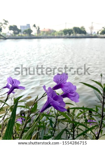 Purple flowers blooming by the pool