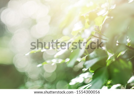Green Leaf background. Leaf blurred. The bokeh circle from the leaves with light shining through. Concept green world