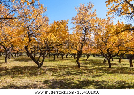 Yellow apricot trees and blue sky in a sunny autumn day in Central Asia. Issyk-Kul Region in Kyrgyzstan is becoming a popular tourist destination for trekking. About 93% of the country is mountainous.