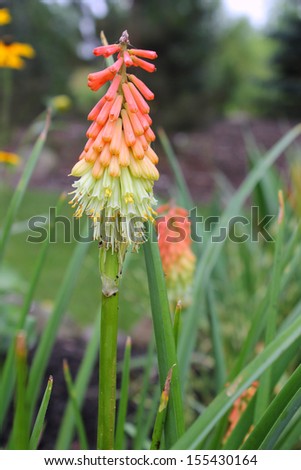 Torch Lily Flower - In spring and summer the Torch Lily plant sends up 3 to 5 feet spikes of brilliantly colored flowers that are a focal point in any garden.
